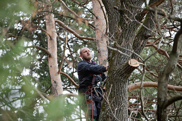 Trusted New Holland, PA Tree Care Experts